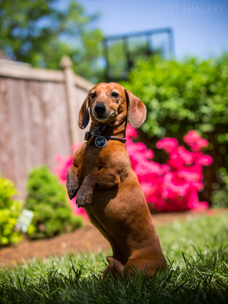pet dogs photography dachshund