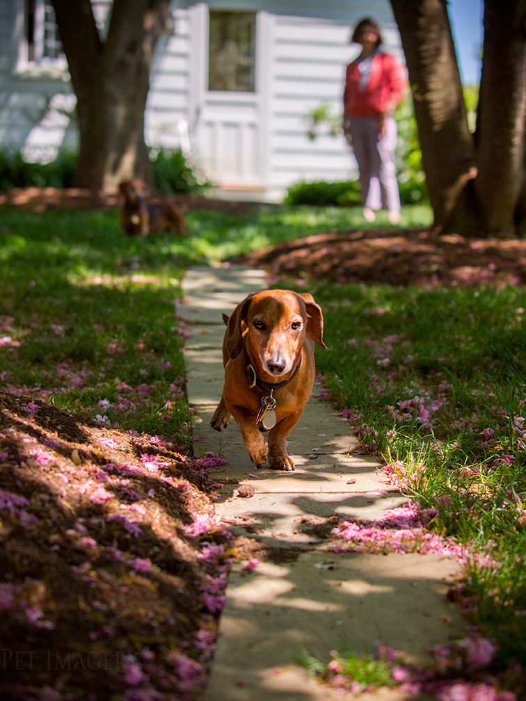 pet dogs photography dachshund