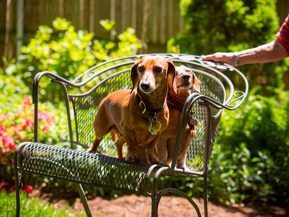 pet dogs photography dachshund
