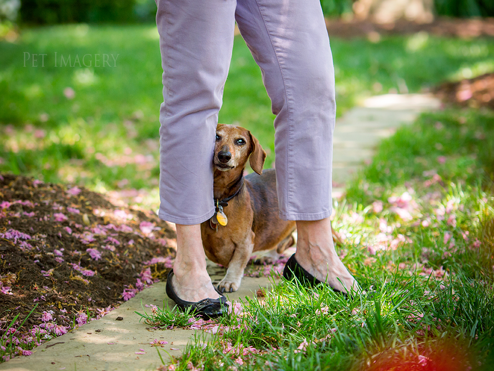pet dogs photography dachshund