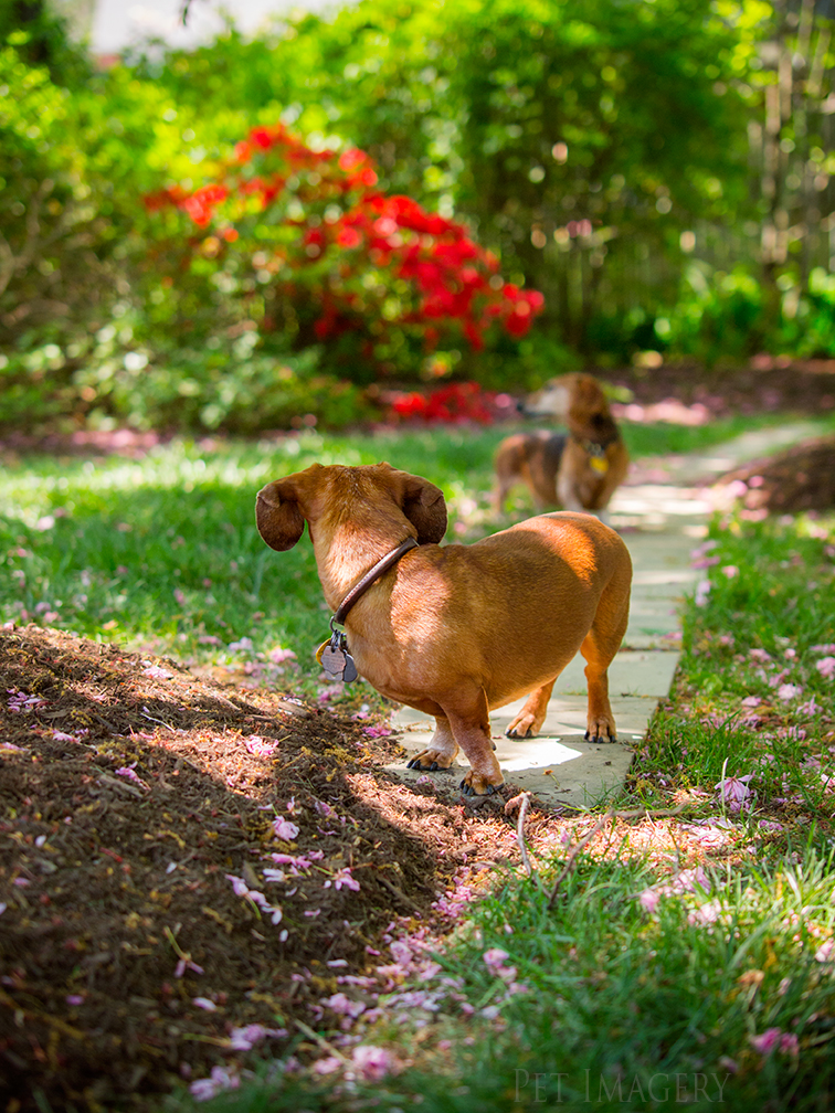 pet dogs photography dachshund