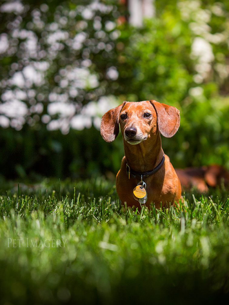 pet dogs photography dachshund