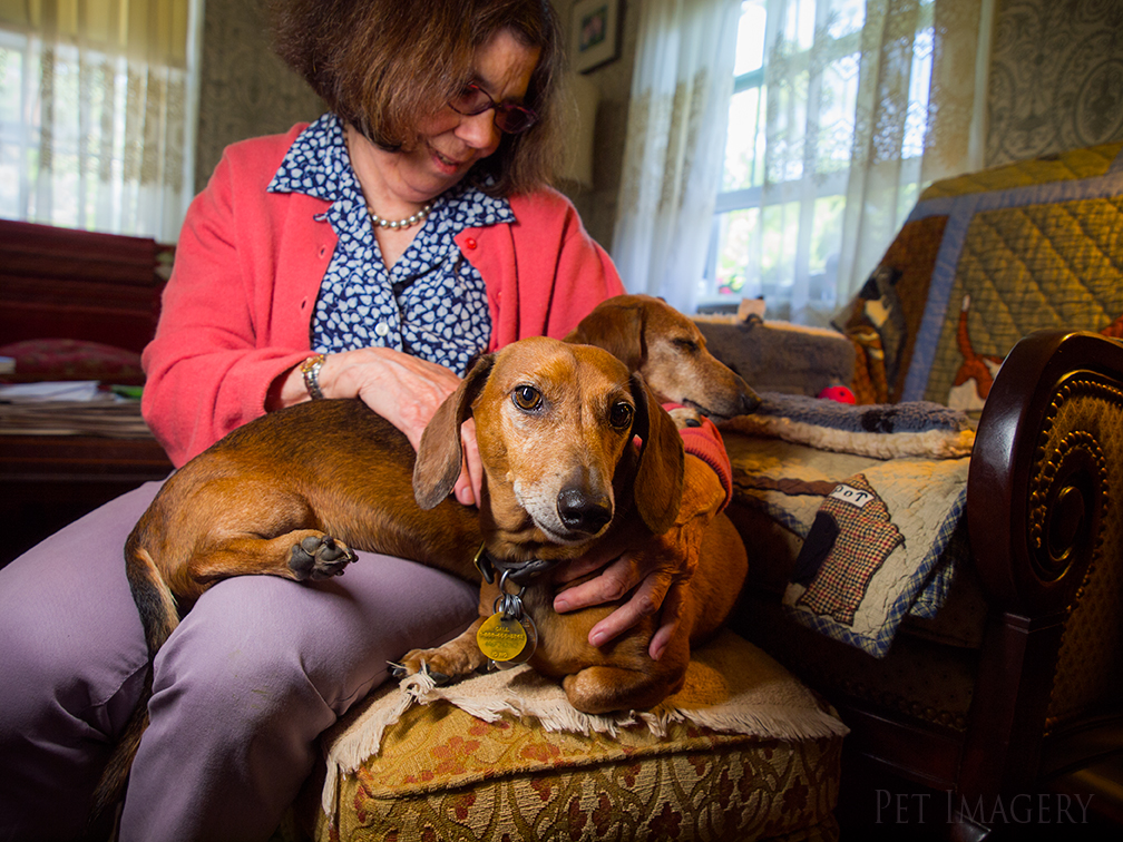 pet dogs photography dachshund
