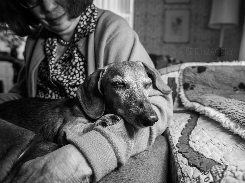 pet dogs photography dachshund