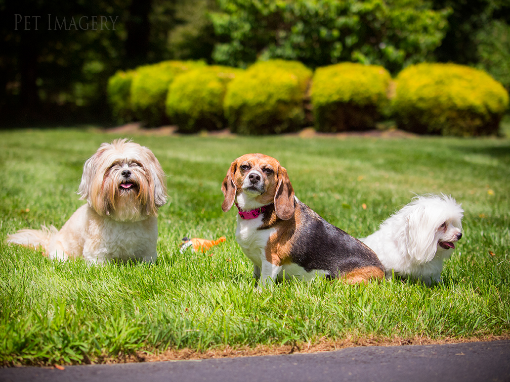 best dog photography kaplan pet imagery