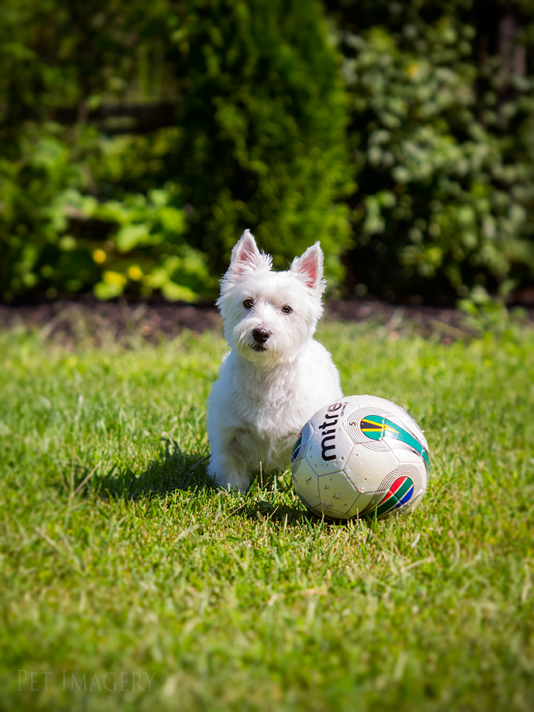 best pet dog photography kaplan