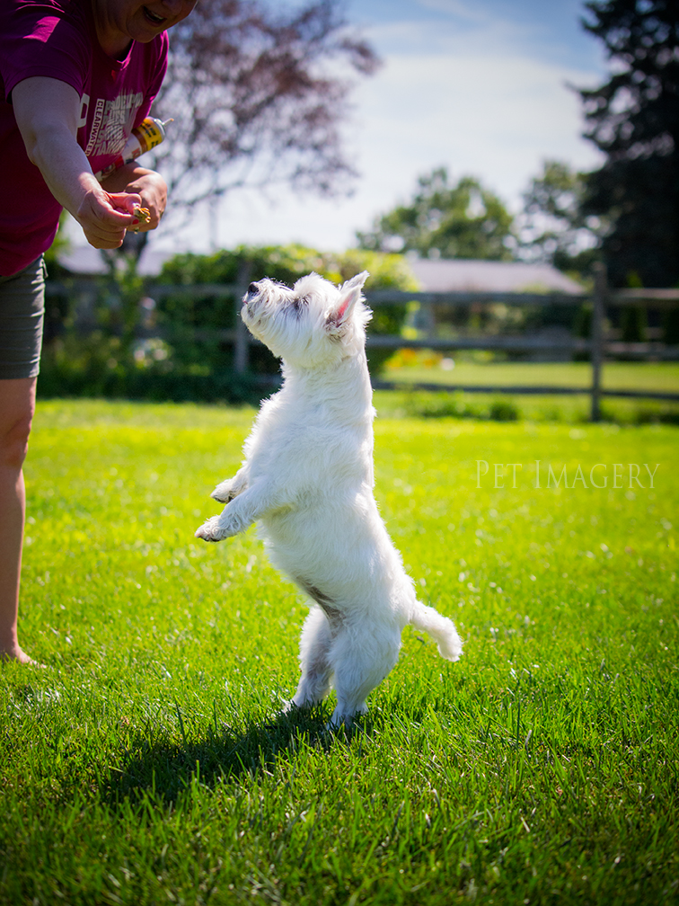 best pet dog photography kaplan