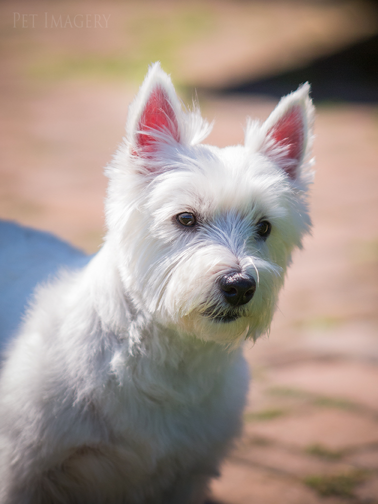 best pet dog photography kaplan