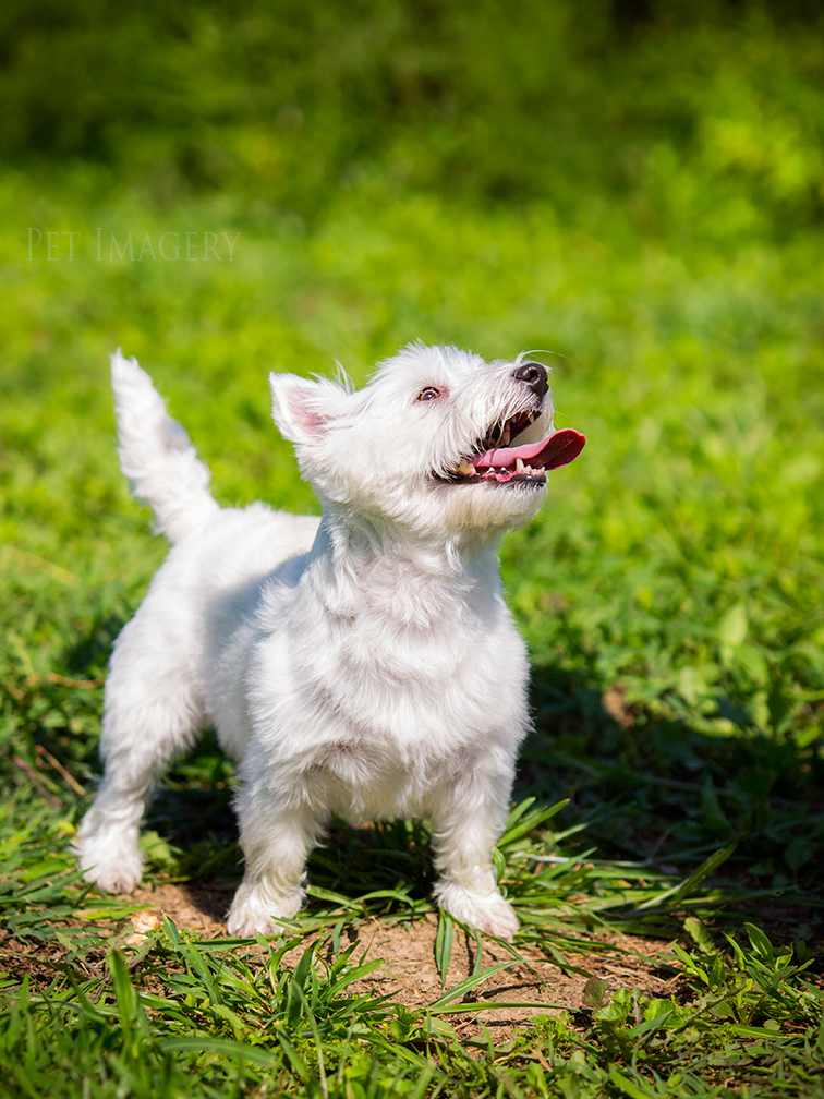 best pet dog photography kaplan