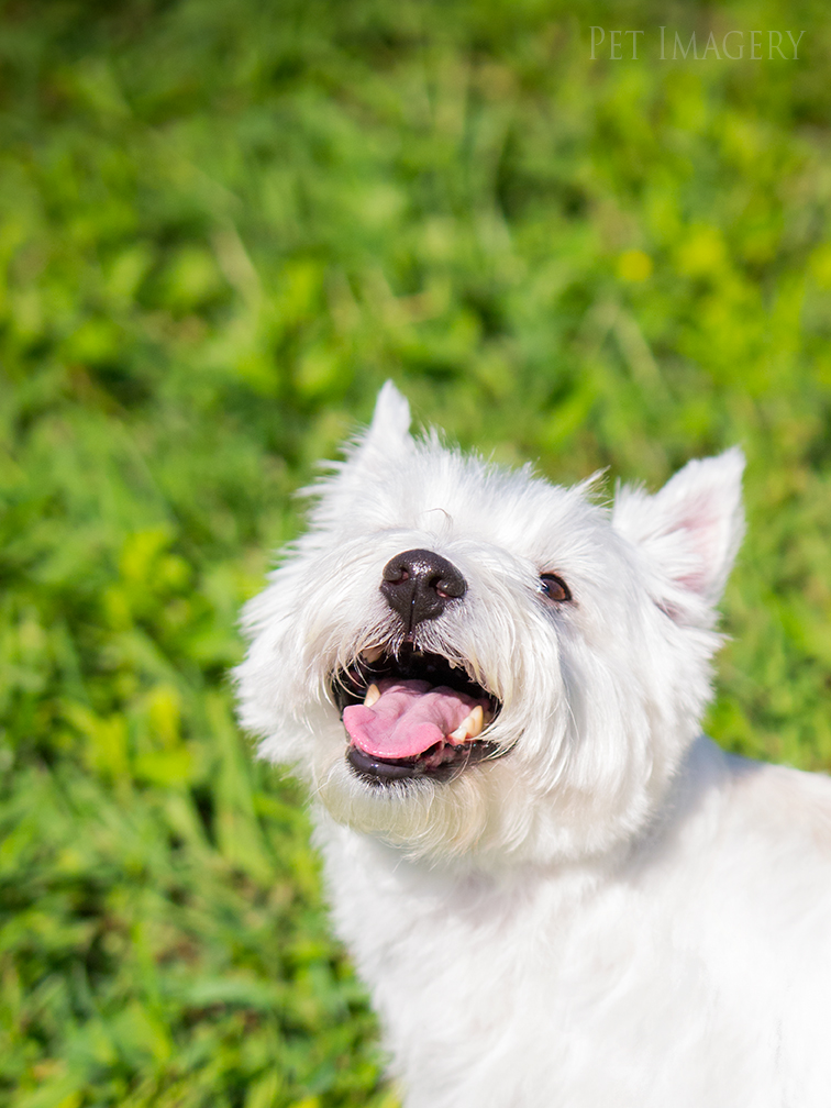 best pet dog photography kaplan