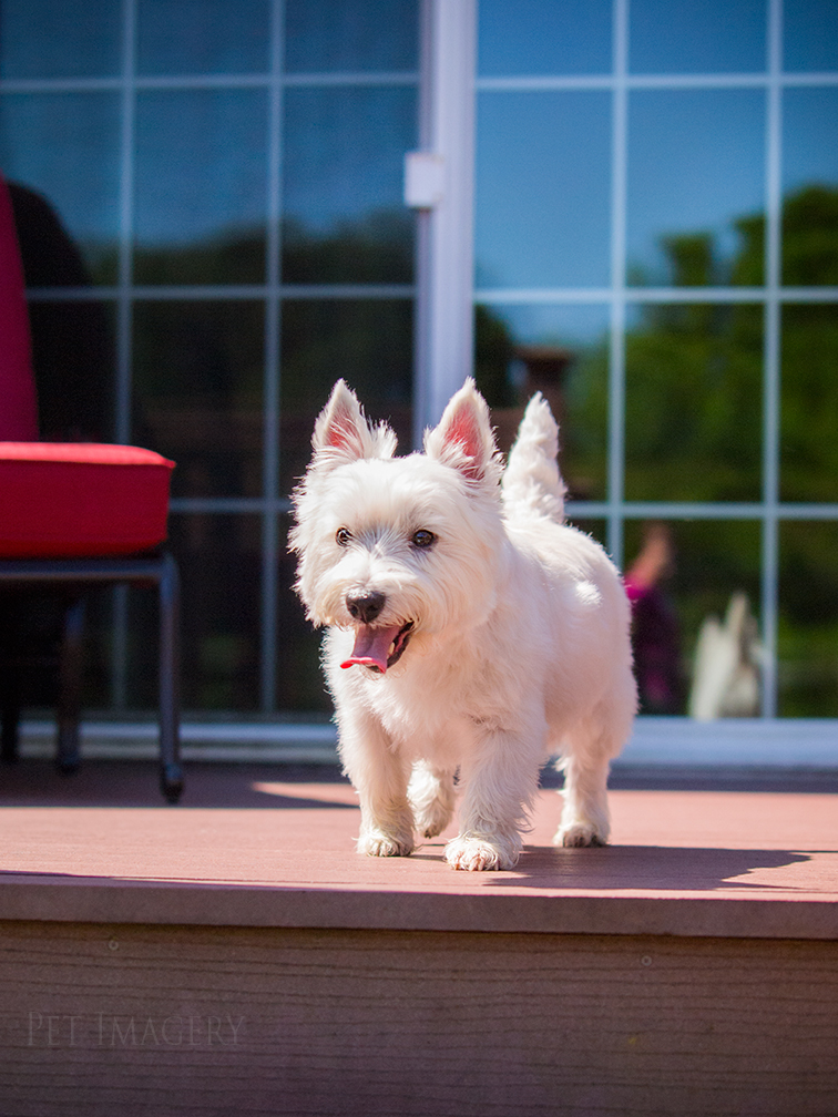 best pet dog photography kaplan