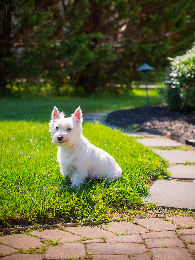 best pet dog photography kaplan
