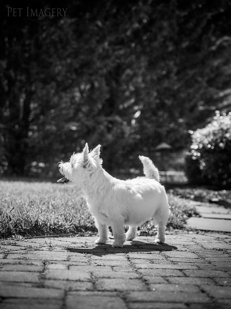 best pet dog photography kaplan