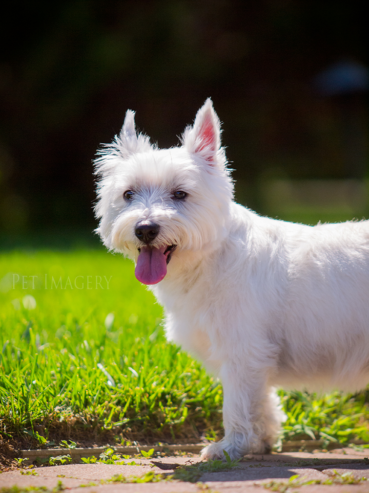 best pet dog photography kaplan