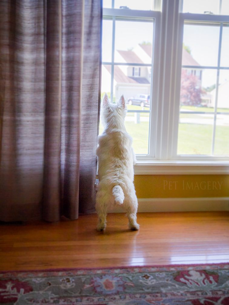 best pet dog photography kaplan