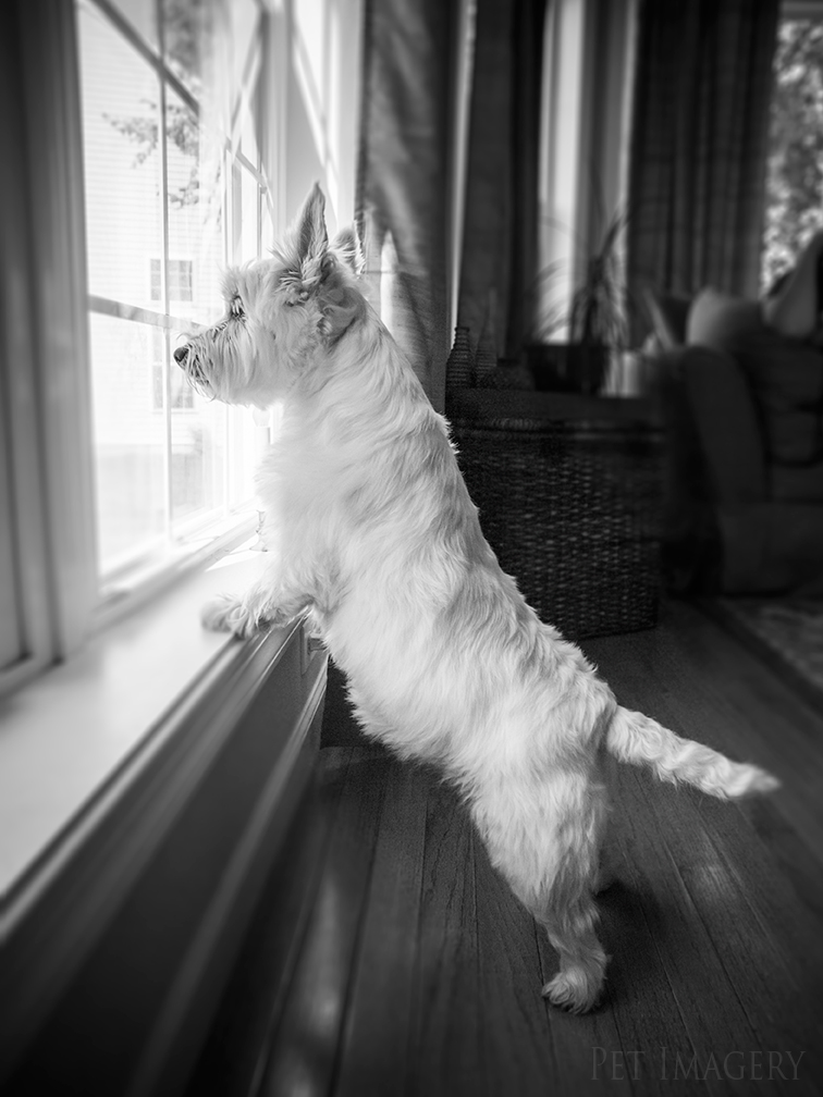 best pet dog photography kaplan