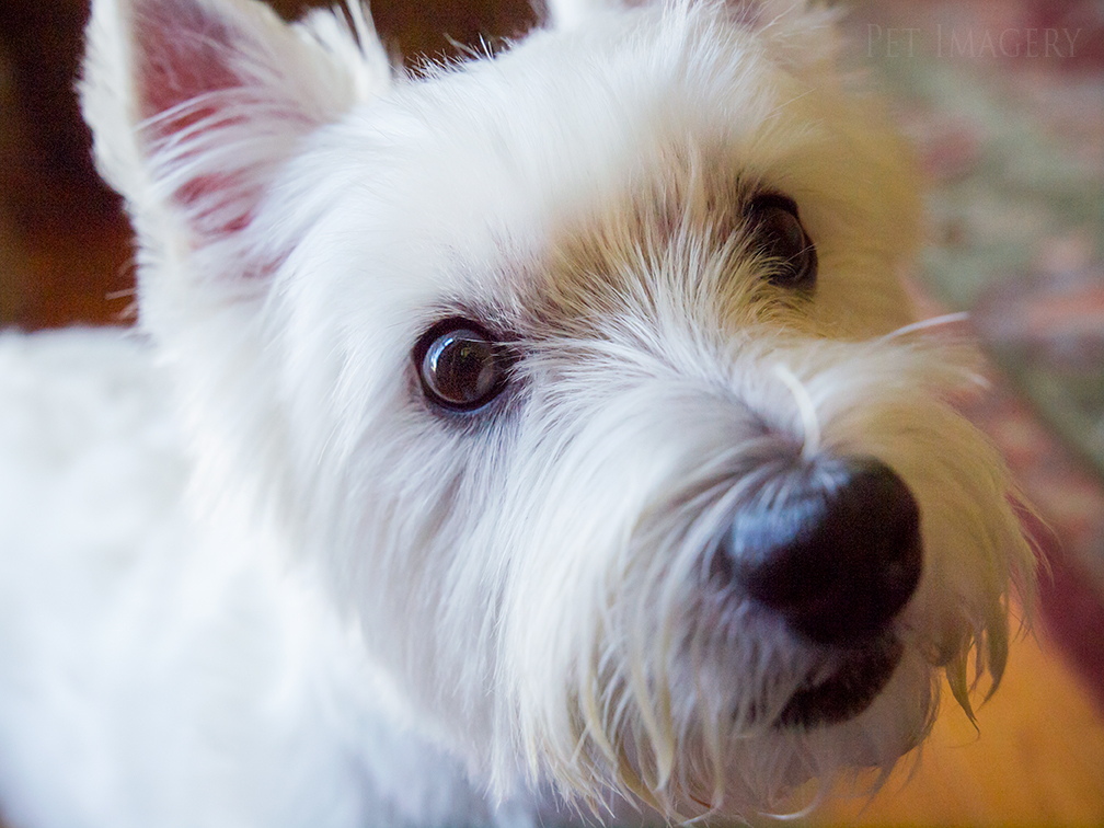 best pet dog photography kaplan