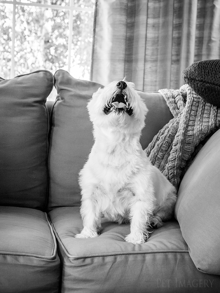 best pet dog photography kaplan