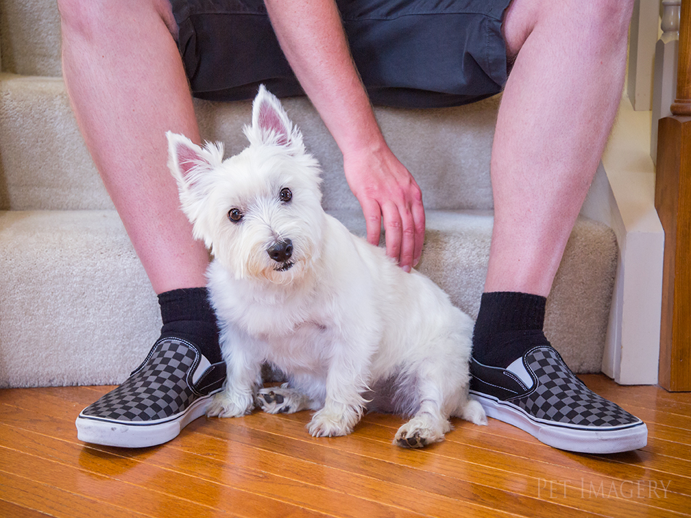 best pet dog photography kaplan