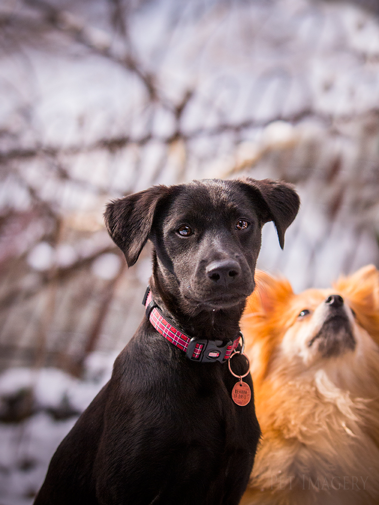 best pet photography kaplan