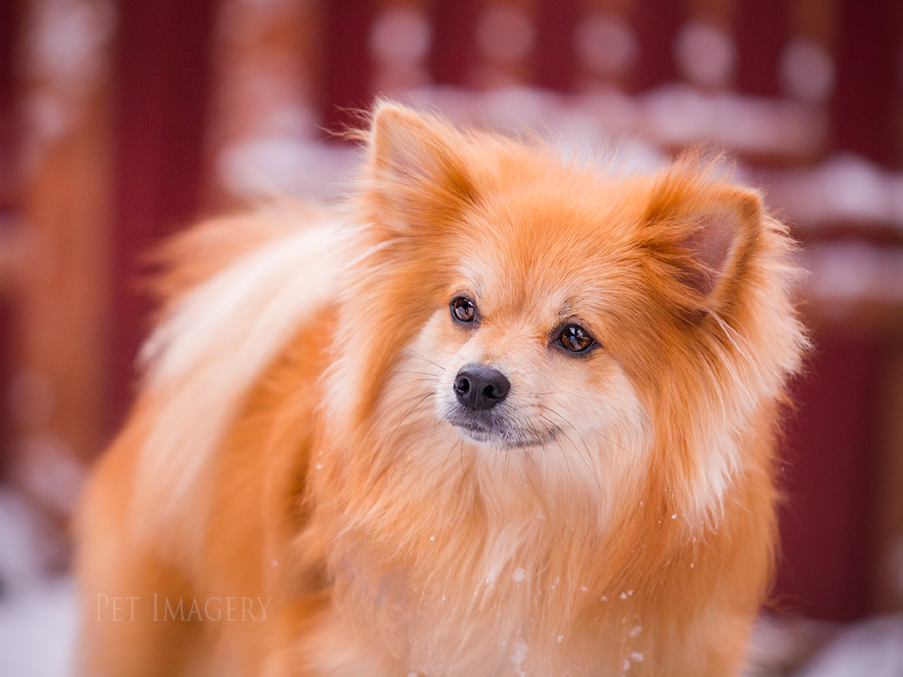 best pet photography kaplan