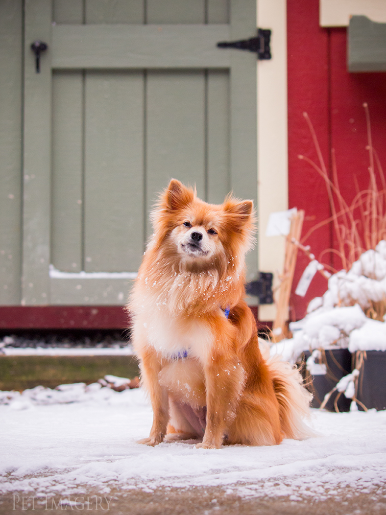 best pet photography kaplan