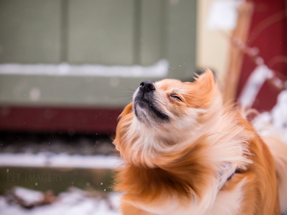 best pet photography kaplan