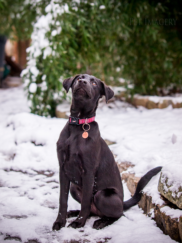 best pet photography kaplan