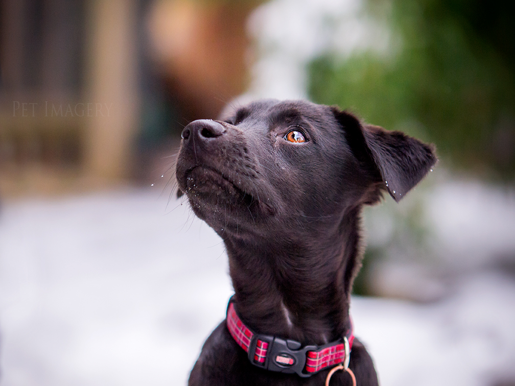 best pet photography kaplan