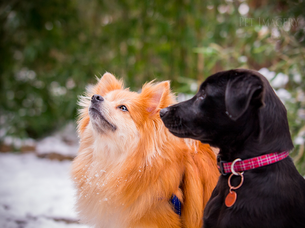 best pet photography kaplan