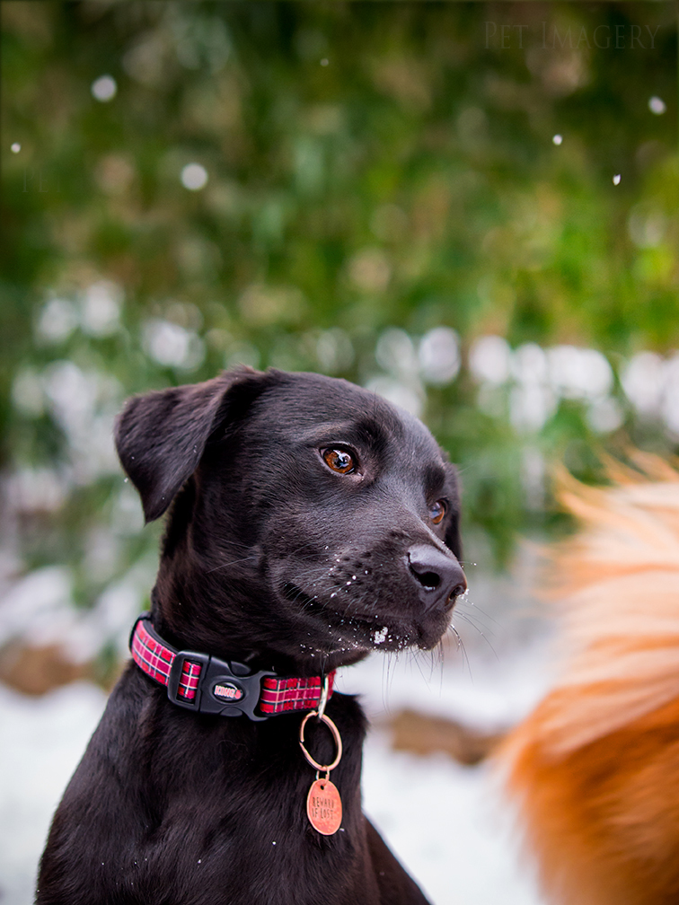 best pet photography kaplan