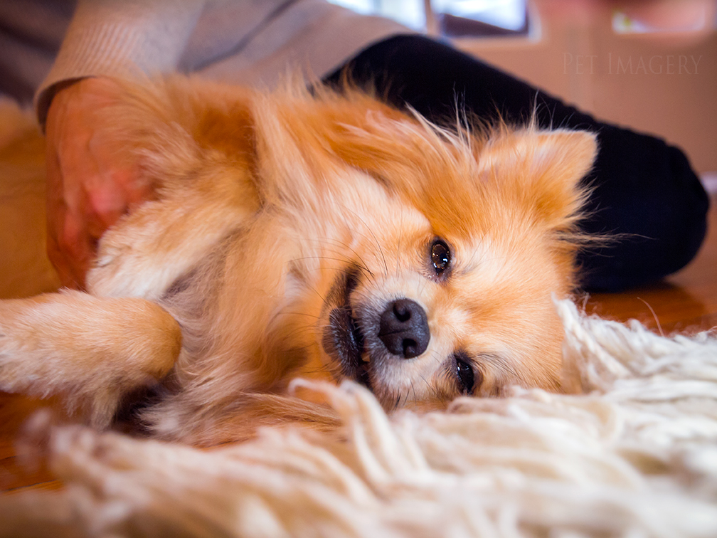 best pet photography kaplan