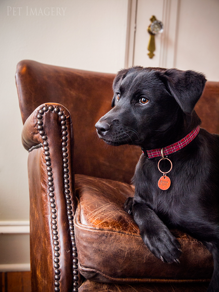 best pet photography kaplan