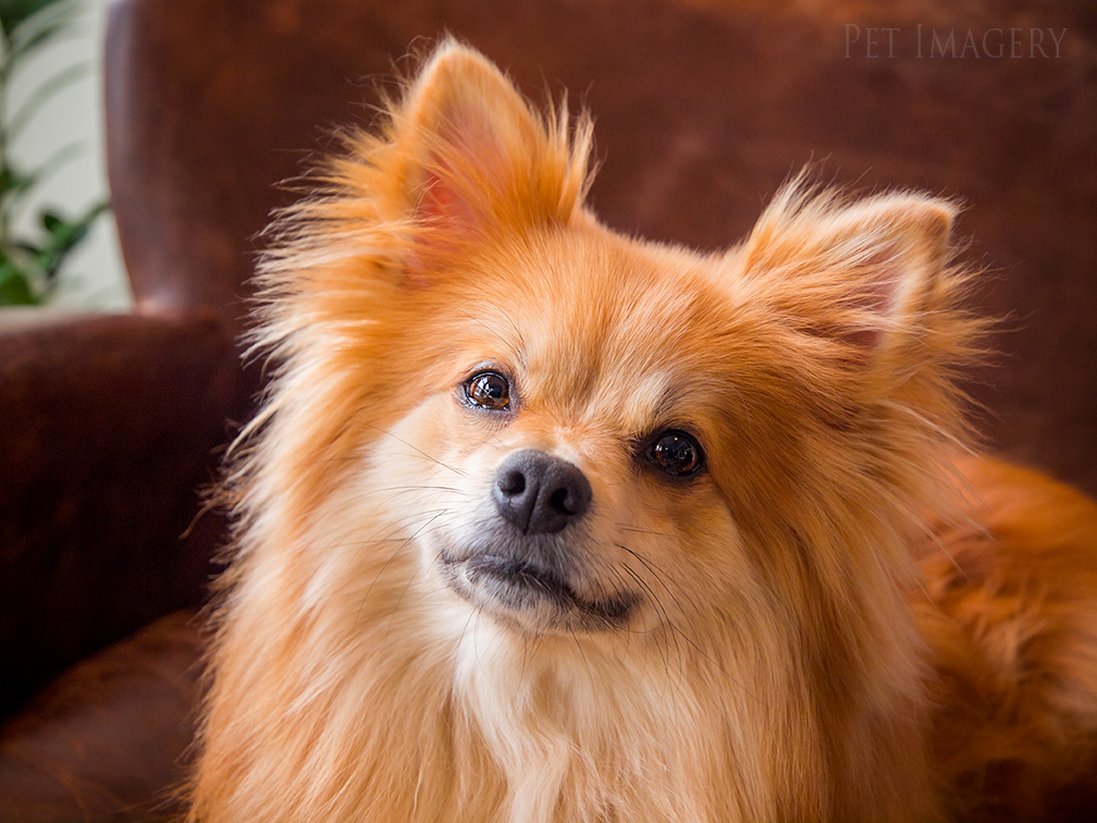 best pet photography kaplan