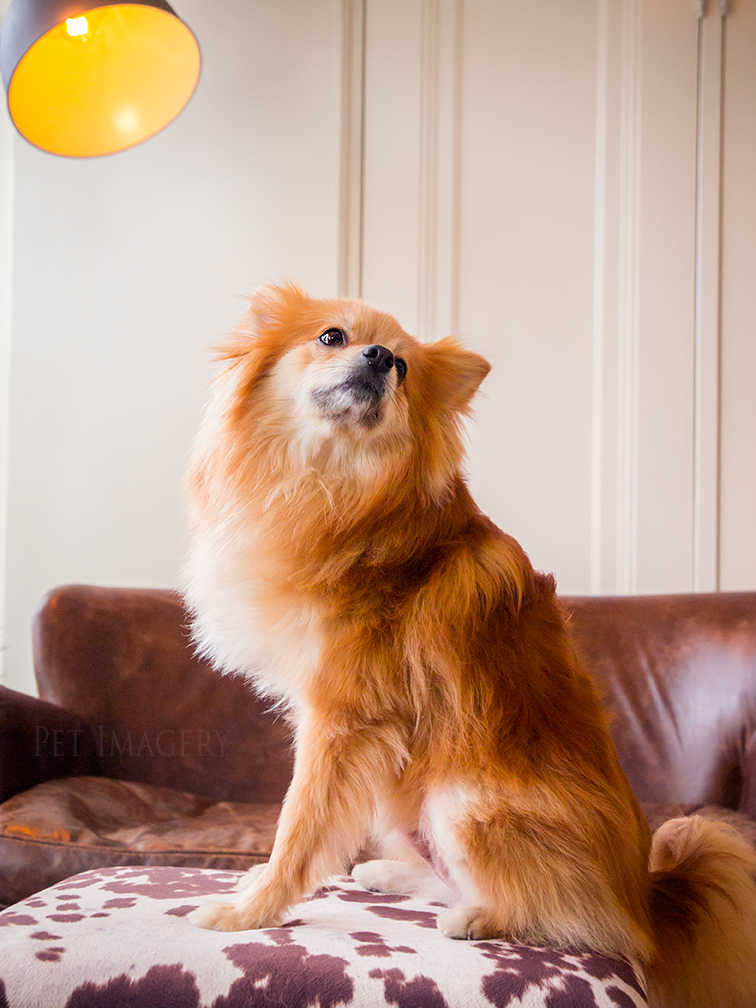 best pet photography kaplan