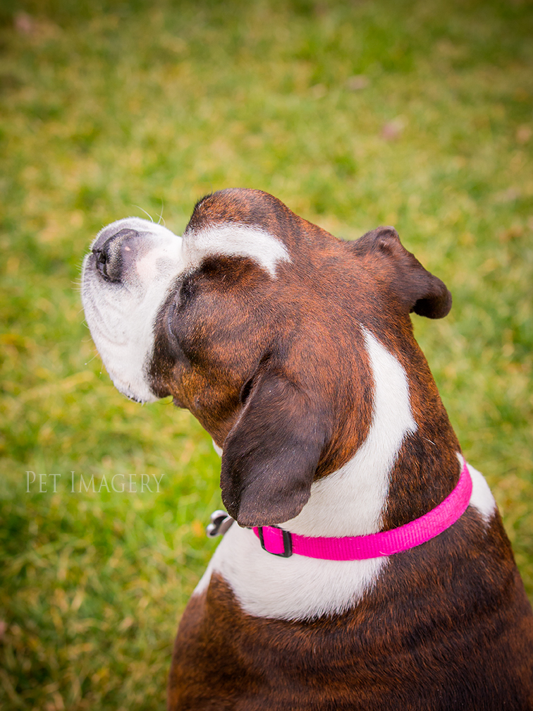 best pet photography kaplan