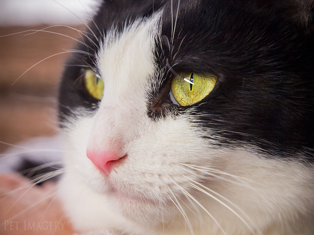 best pet photography kaplan