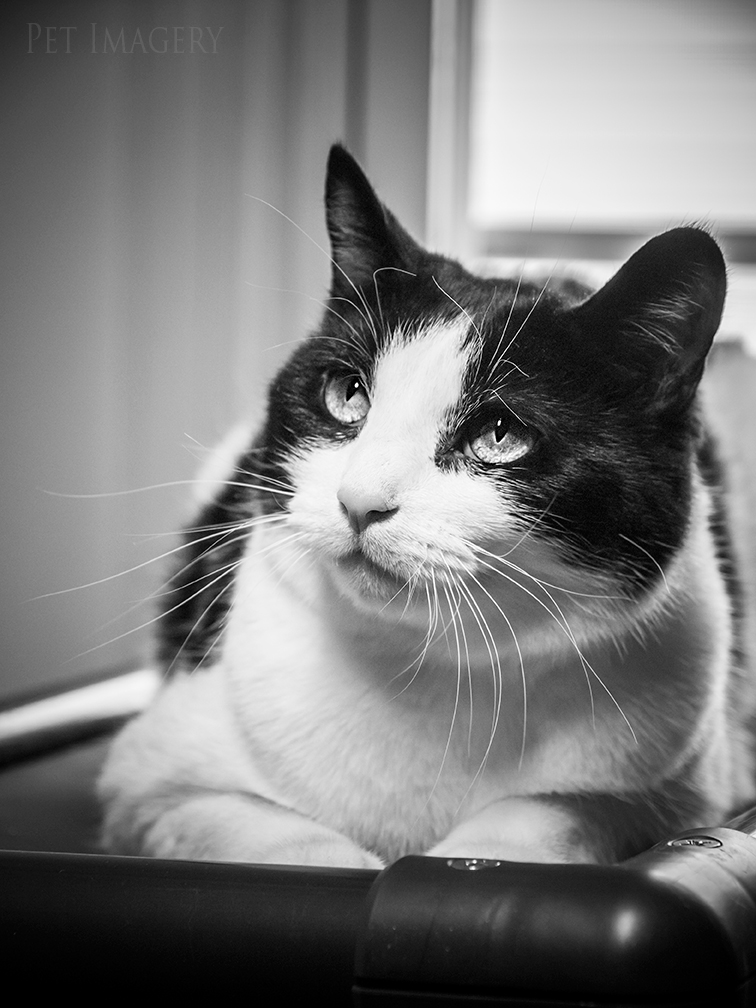 best pet photography kaplan