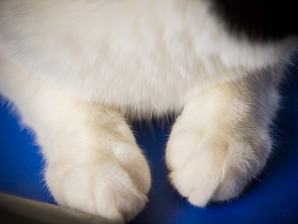 best pet photography kaplan