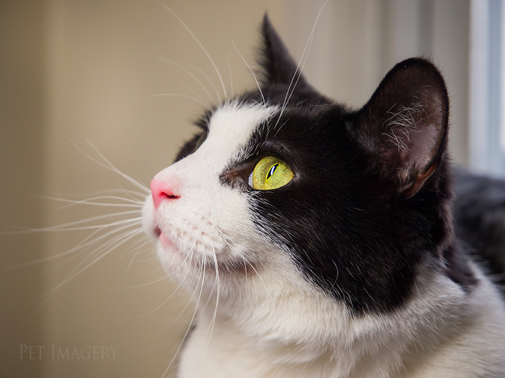 best pet photography kaplan