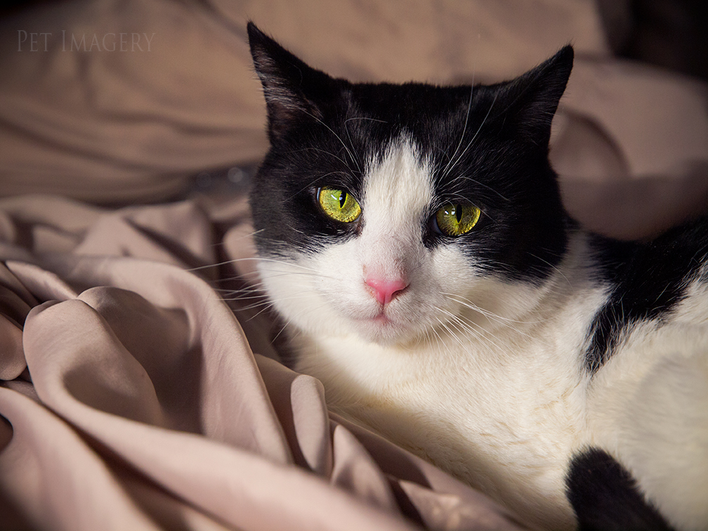 best pet photography kaplan