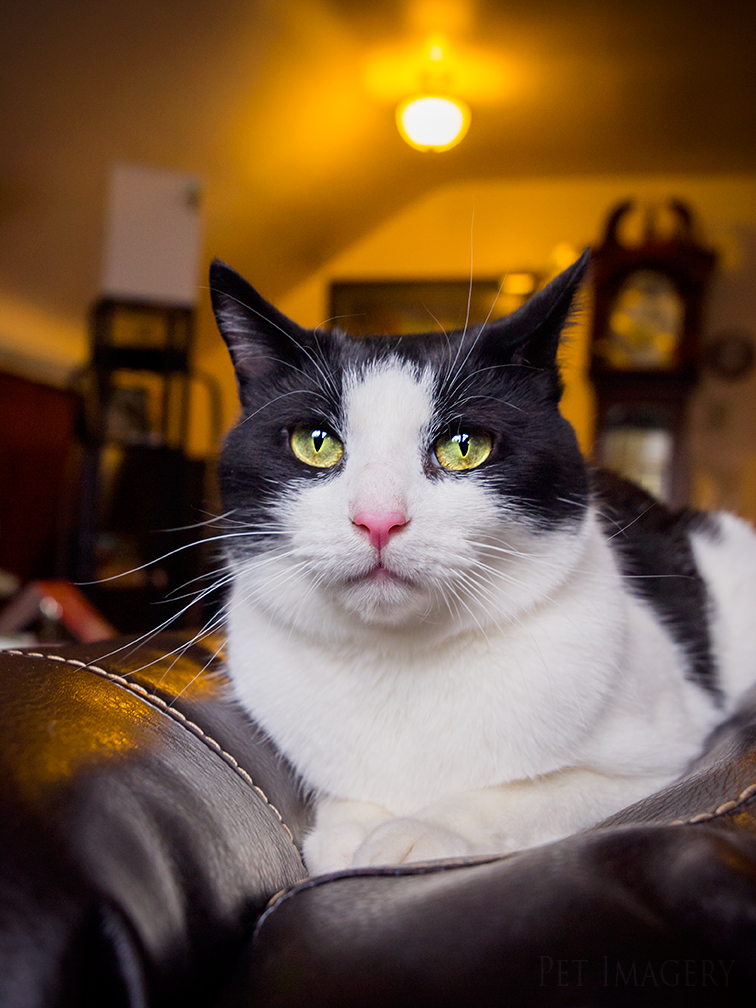 best pet photography kaplan