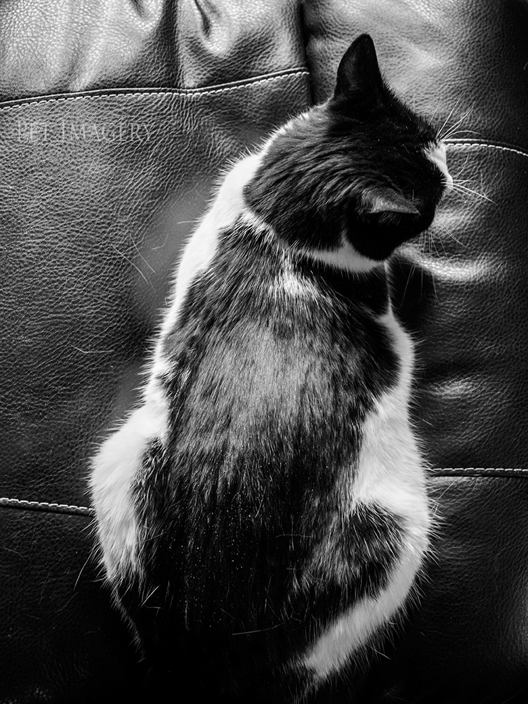 best pet photography kaplan