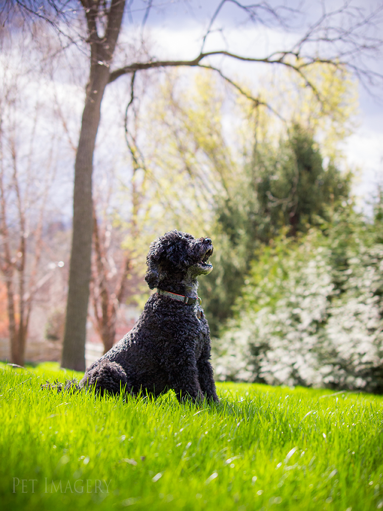 best pet photography kaplan