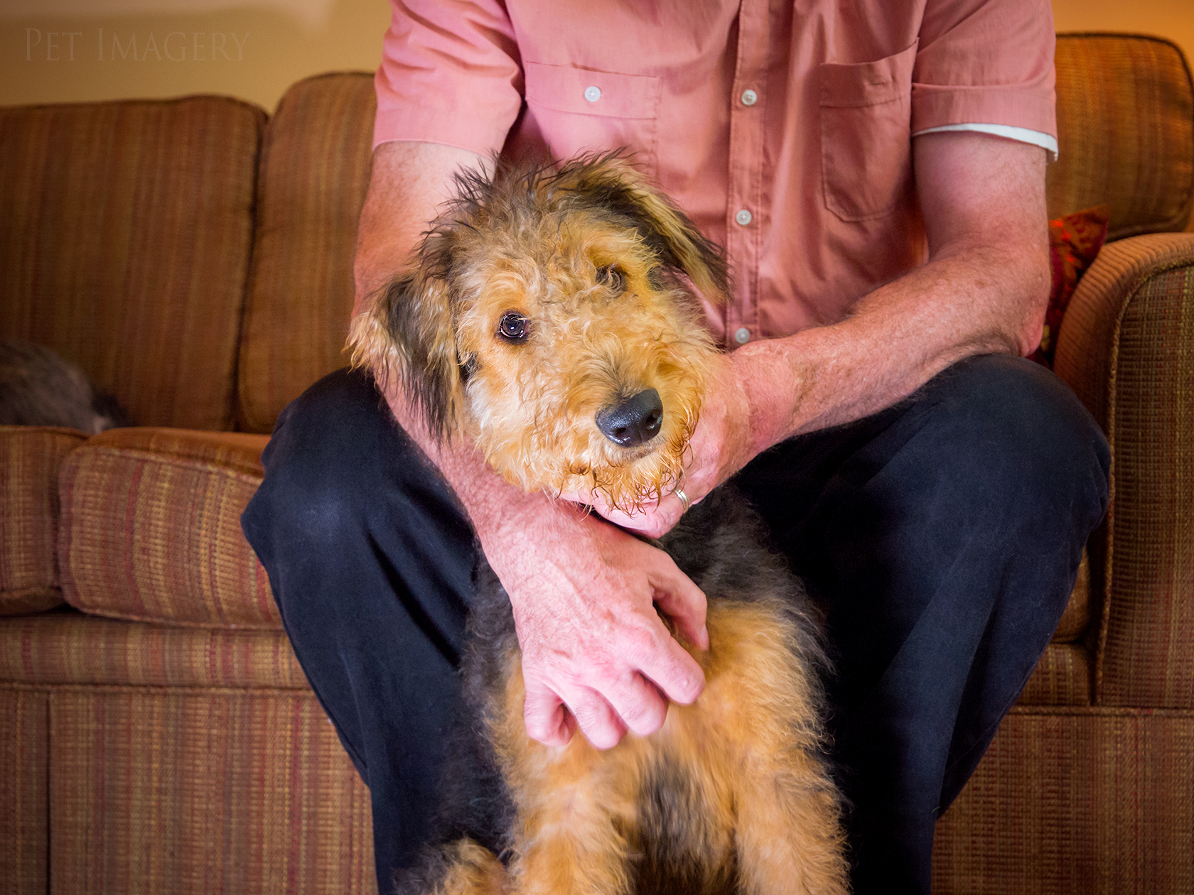 best pet photography pet imagery kaplan