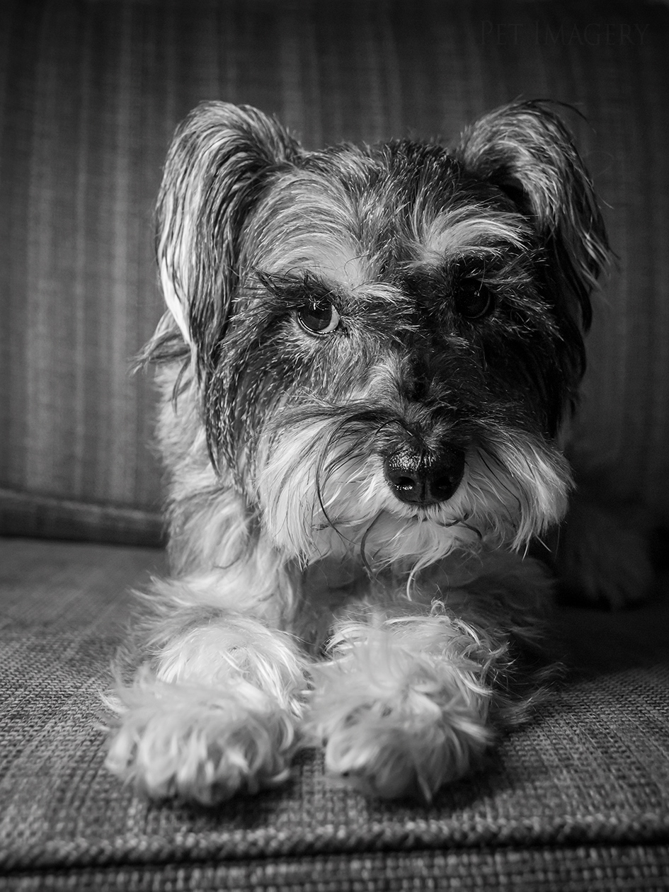 best pet photography pet imagery kaplan