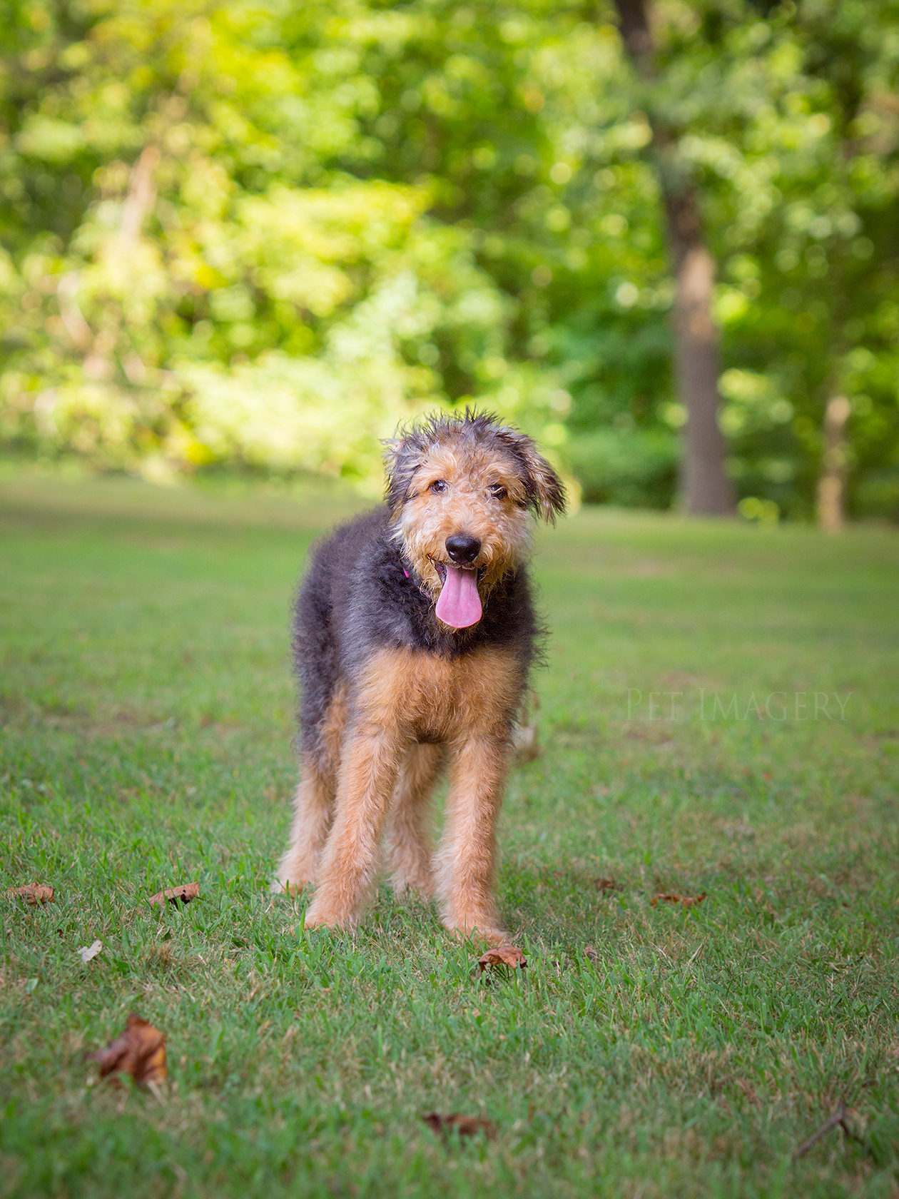 best pet photography pet imagery kaplan