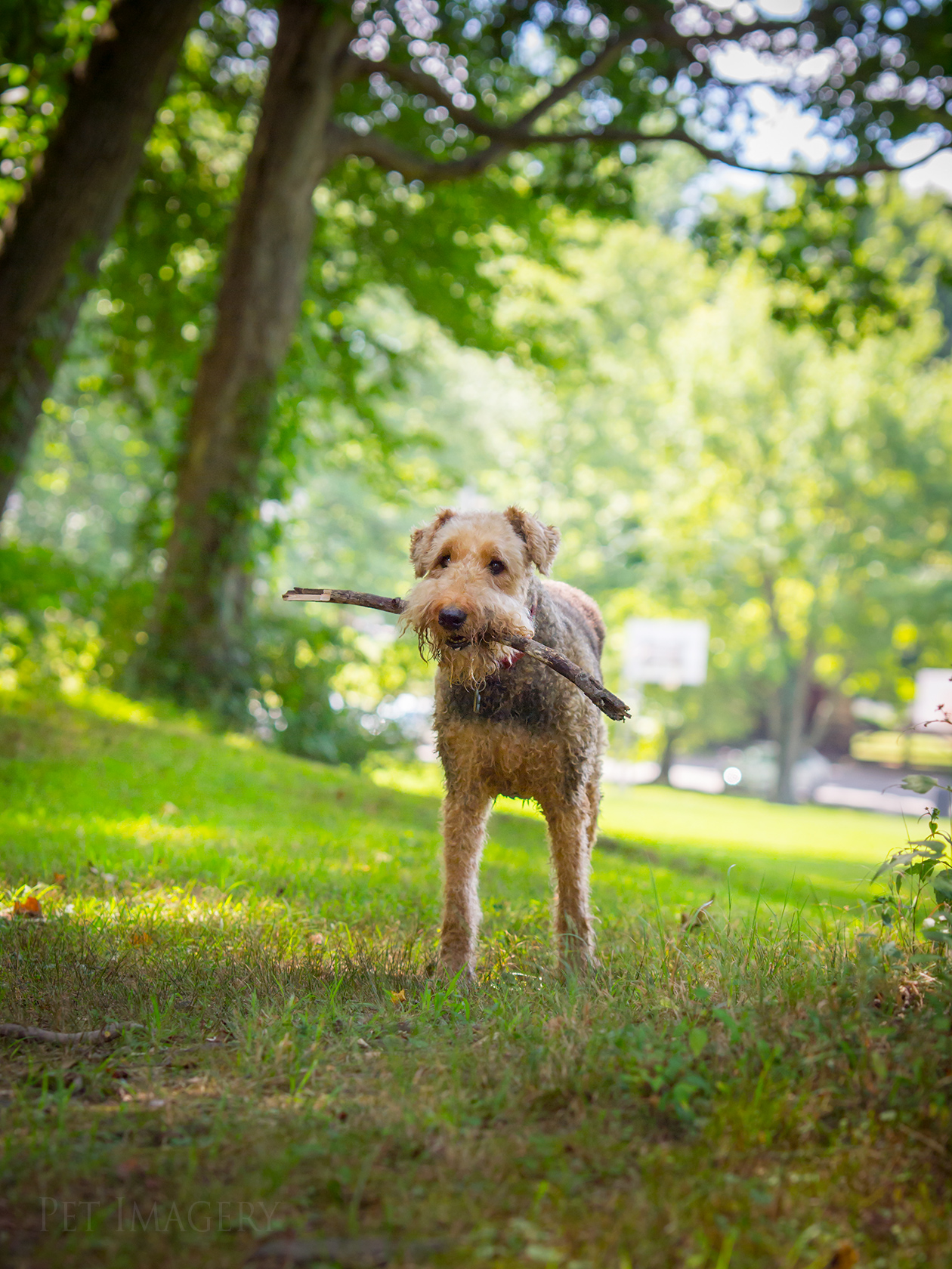 best pet photography pet imagery kaplan