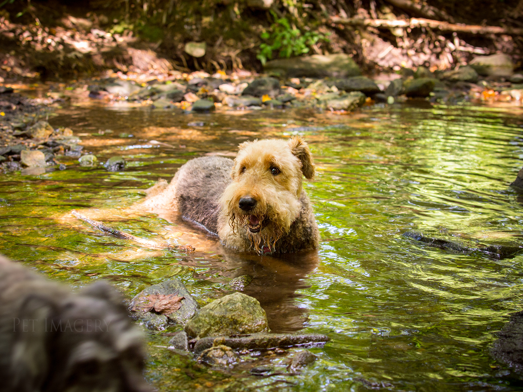 best pet photography pet imagery kaplan