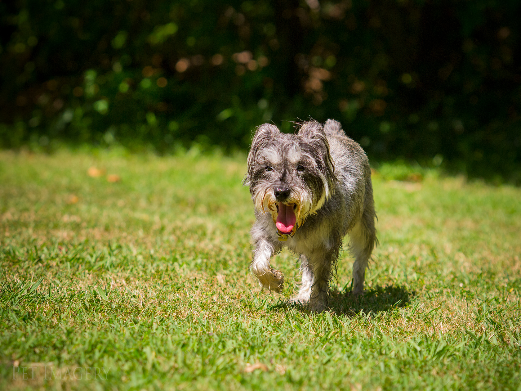 best pet photography pet imagery kaplan